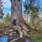Lake Quinault
