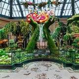 Bellagio Conservatory & Botanical Gardens