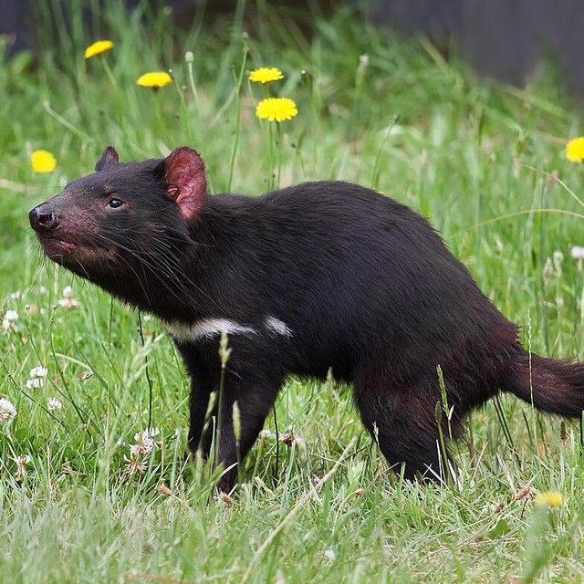 After Dark Tasmanian Devil Feeding Tour