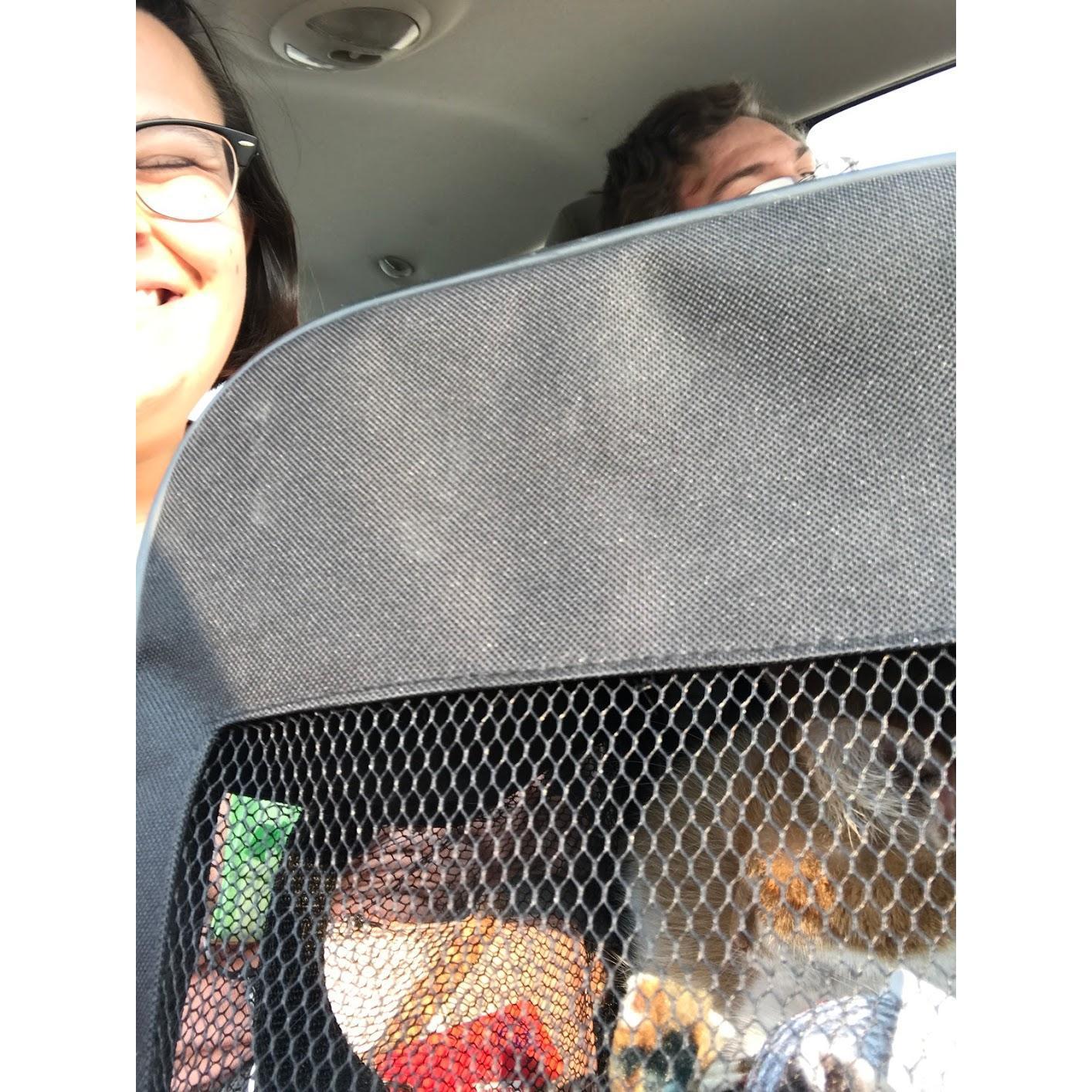 Our first photo with our cat Pretzel as we brought her home from the Northwoods Humane Society