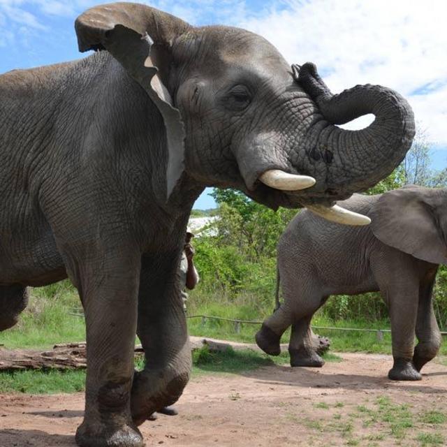 Visit to an elephant sanctuary