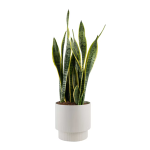 House plant
