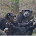 Chimpanzee Sanctuary