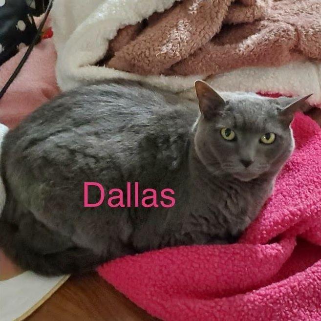 Dallas is too pretty to be bothered. She enjoys her quiet alone time but loves a good rub...on her terms. She is not afraid to let everyone know when she is over it, especially Persephone.