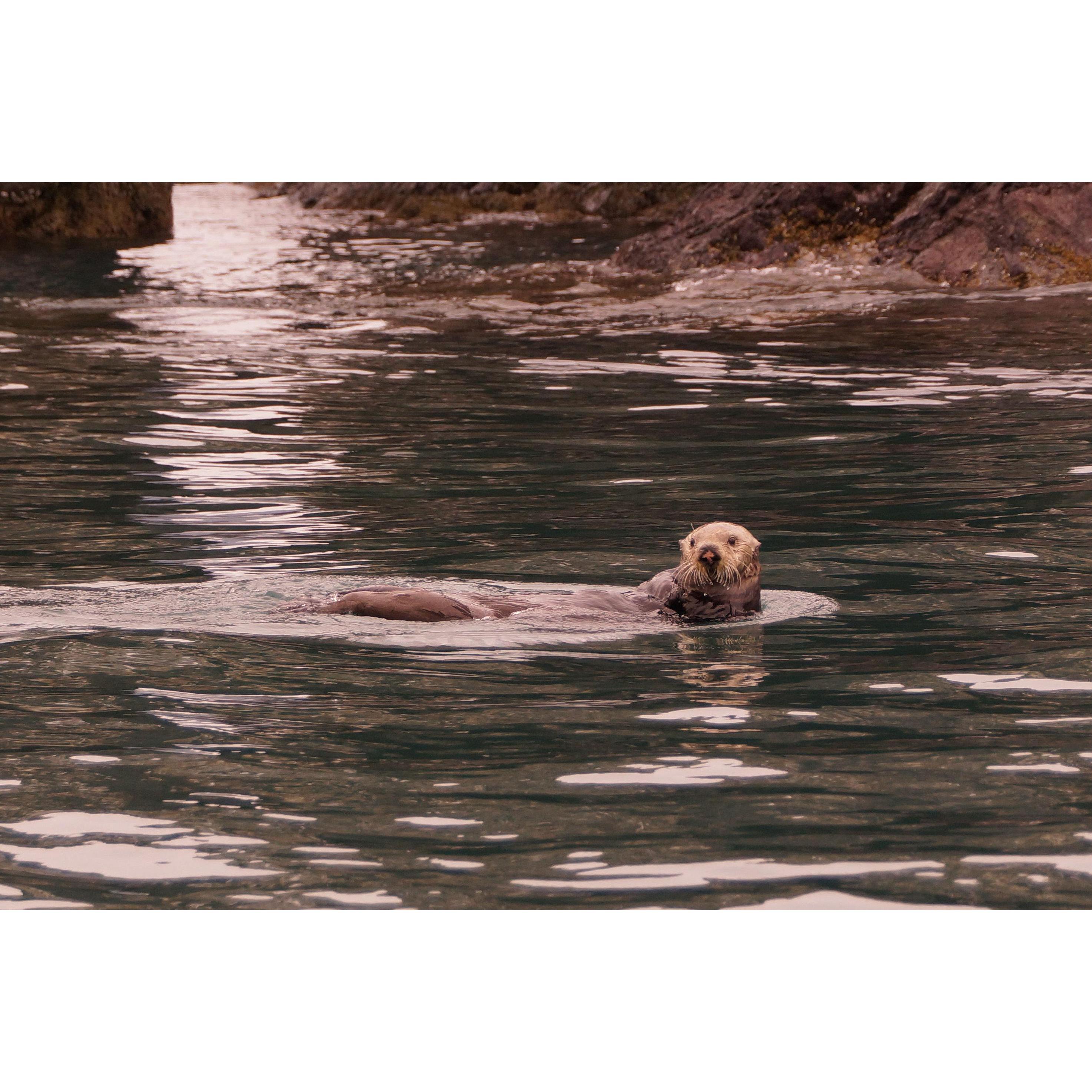 Otter spottings are endless in Seward and Homer. Take at trip and witness these playful creatures! They are worth the drive alone.

Photo Cred: Phil Keller