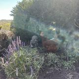 Peace Valley Lavender Farm