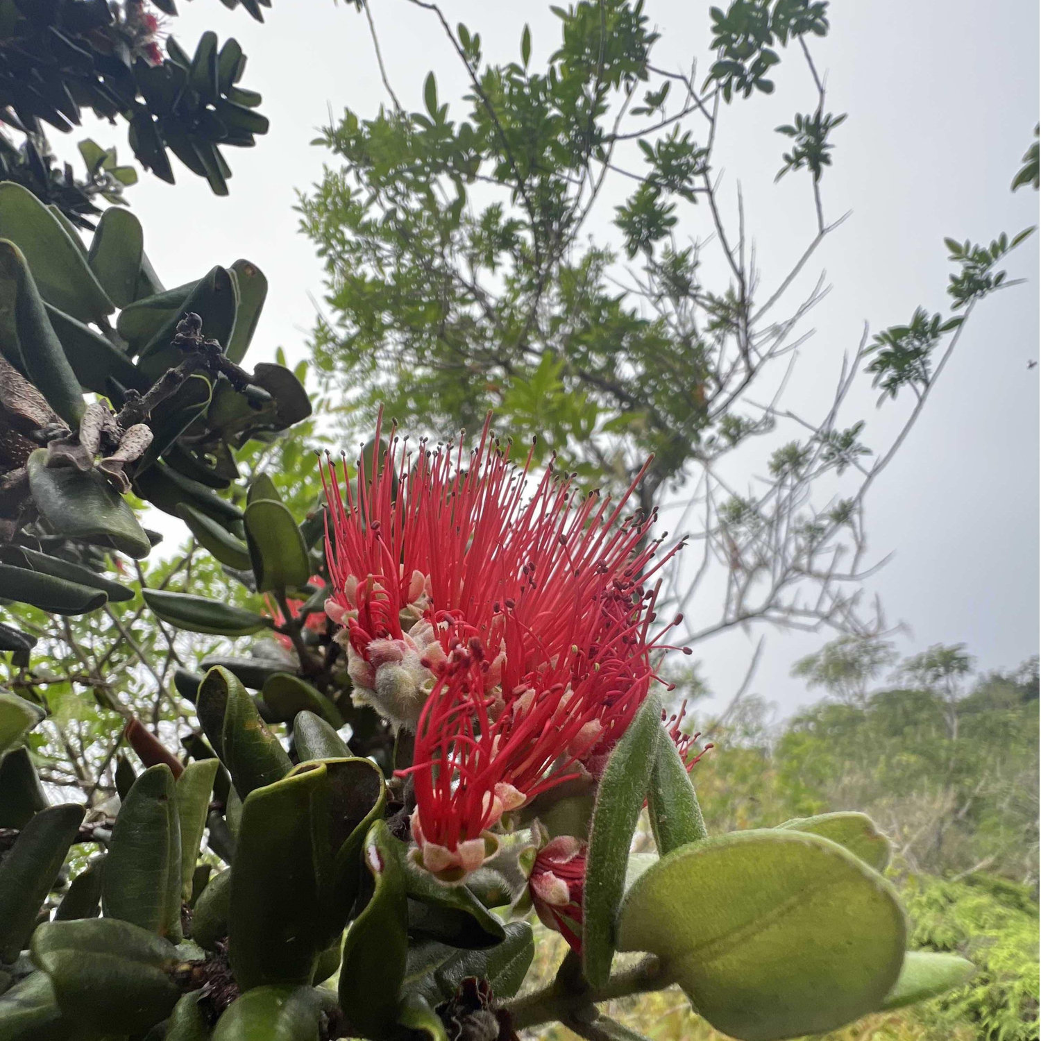 The 'ohi'a lehua flower is a tropical flower that is found along the ridges in Hawai'i.