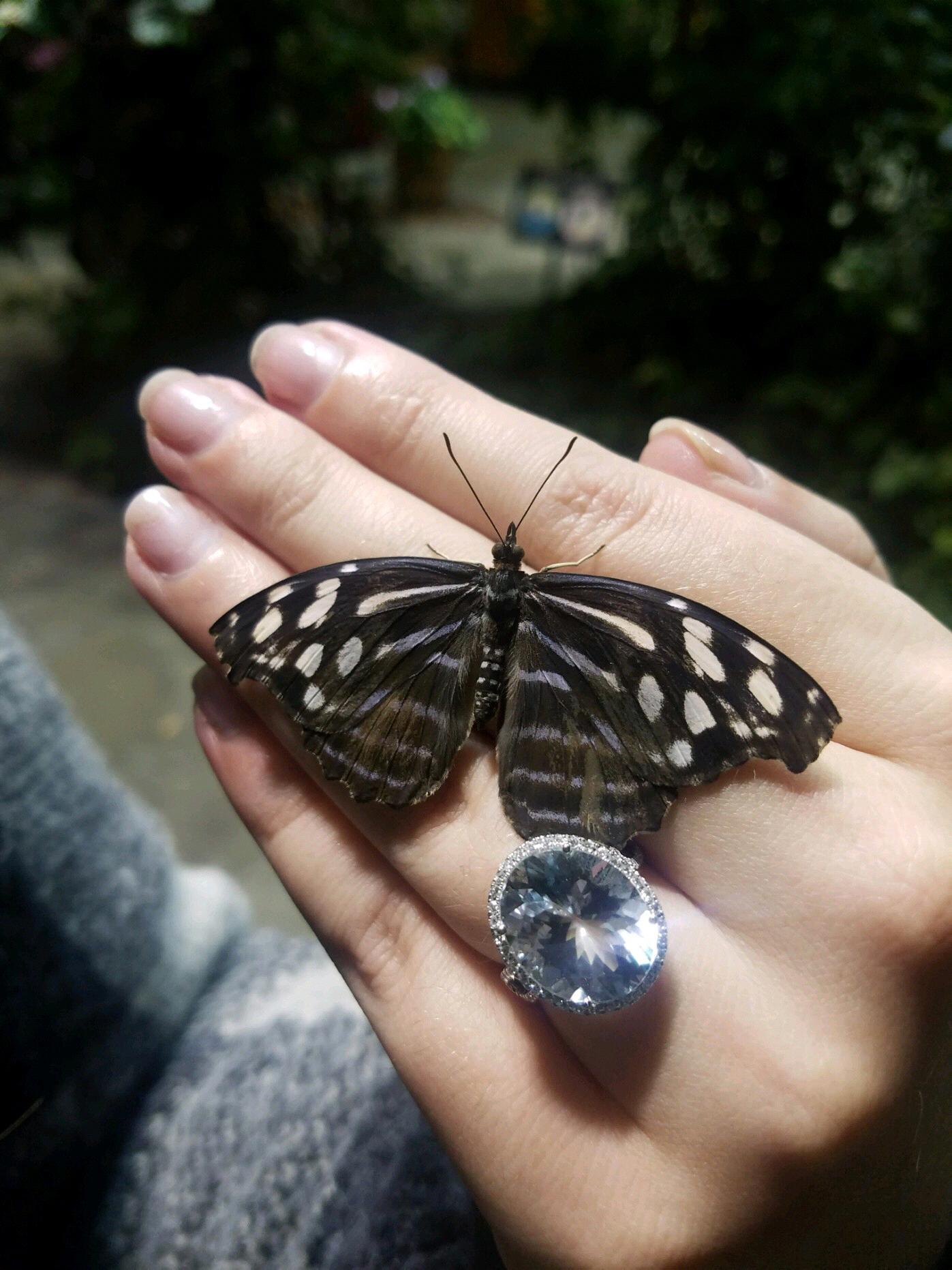 Moments after the proposal - a butterfly landed on Kathryn's hand at the TN Aquarium Butterfly Garden.
November 15, 2018