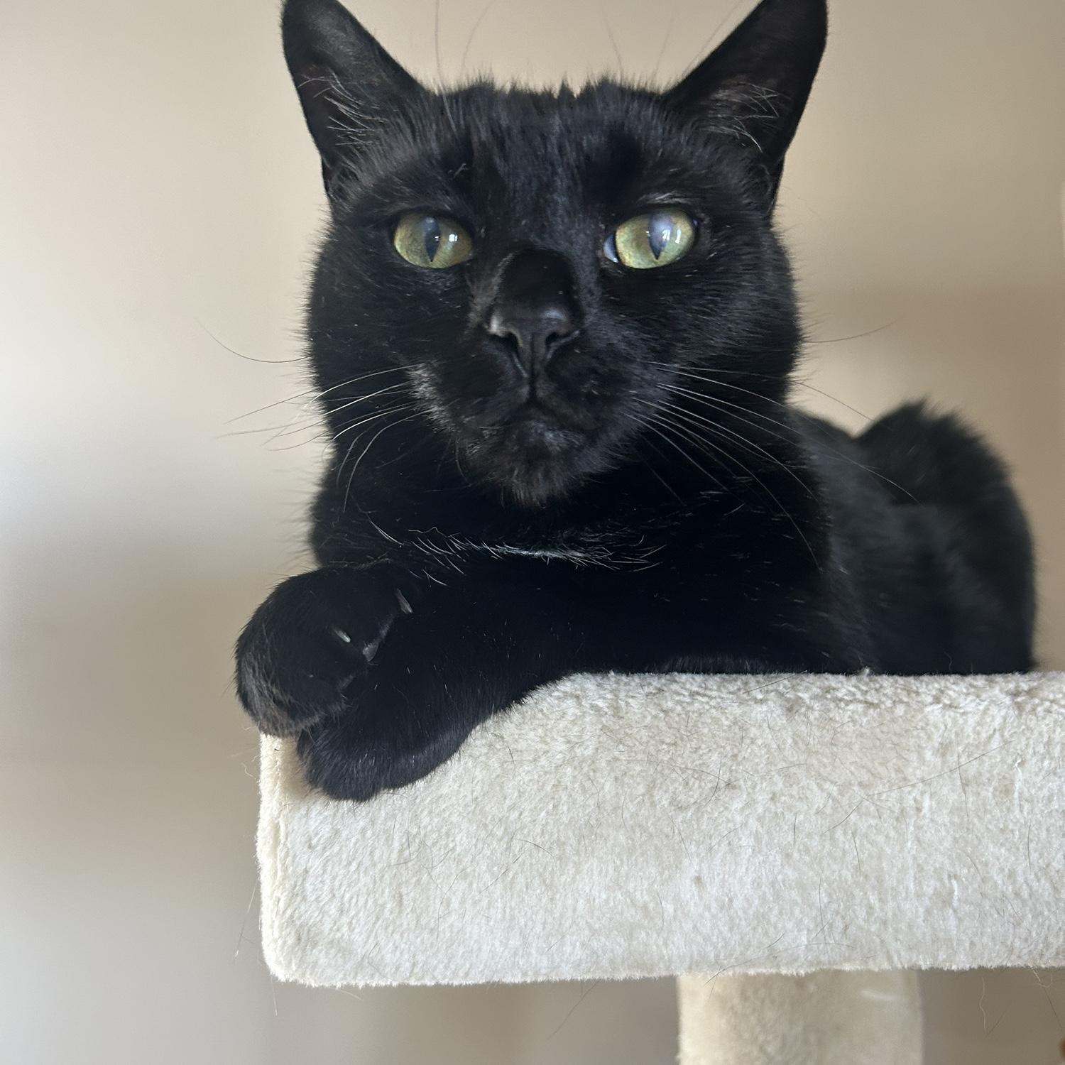 Felix