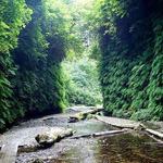 Fern Canyon