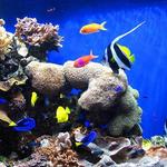Monterey Bay Aquarium
