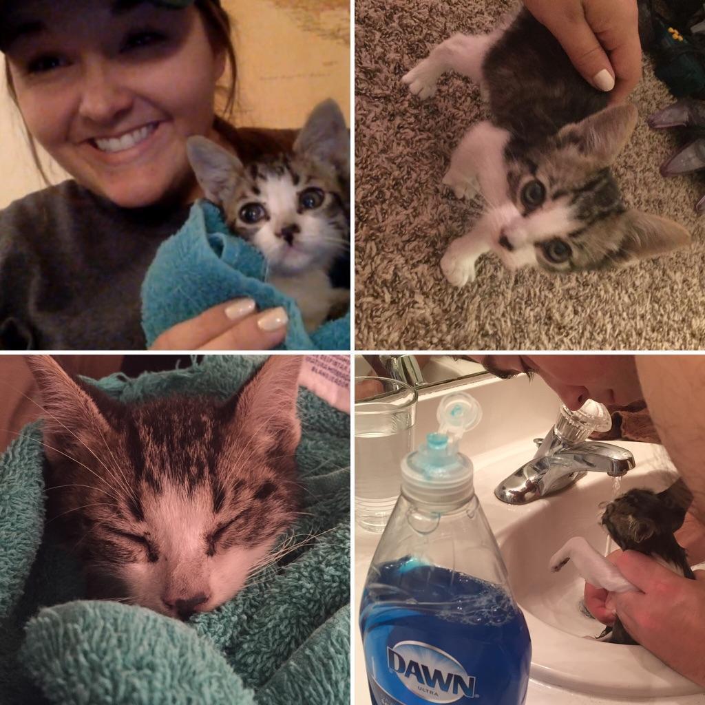 Rescuing a kitten we found under a car [2016]