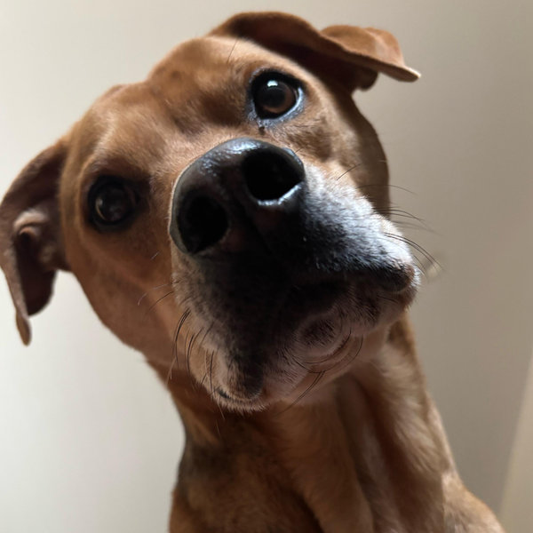Year's Supply Of Pet Treats