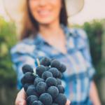 Niagara Wine Trail