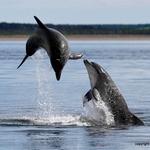 Dolphin Docks