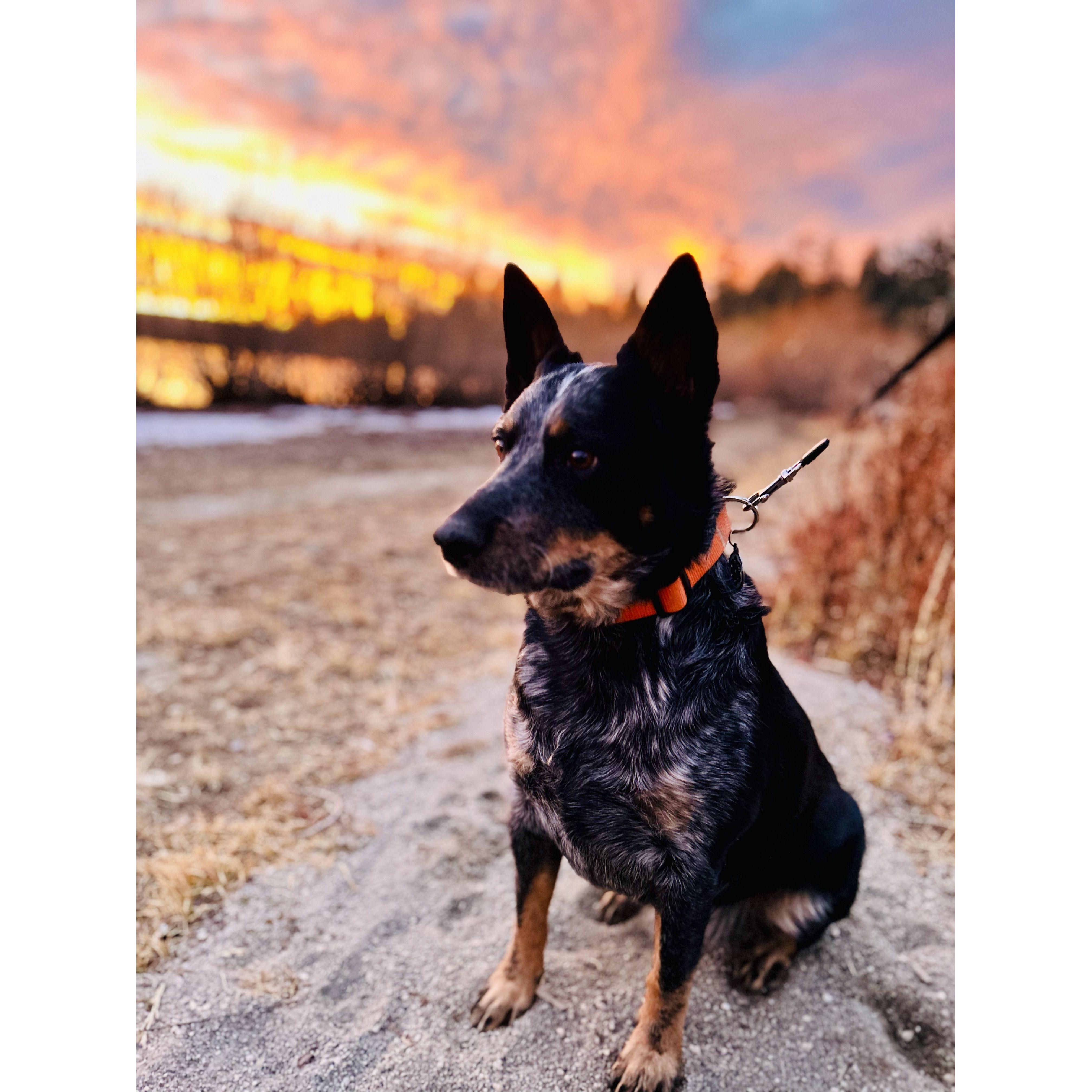 Barking around Big Bear Lake at sunset and posing like papa- Nov 2023