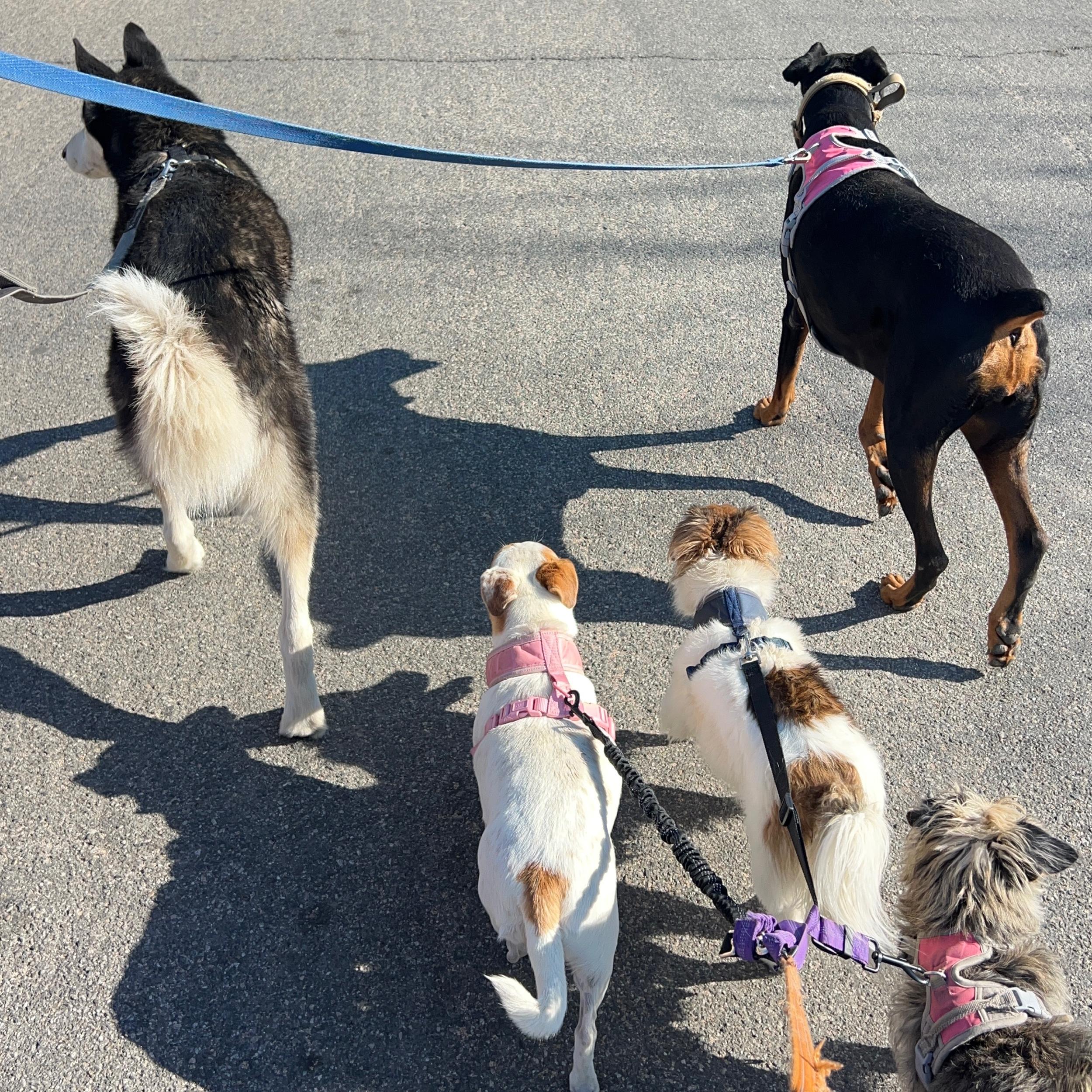 Year's Supply Of Pet Treats