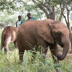 Lilayi Lodge & Elephant Nursery