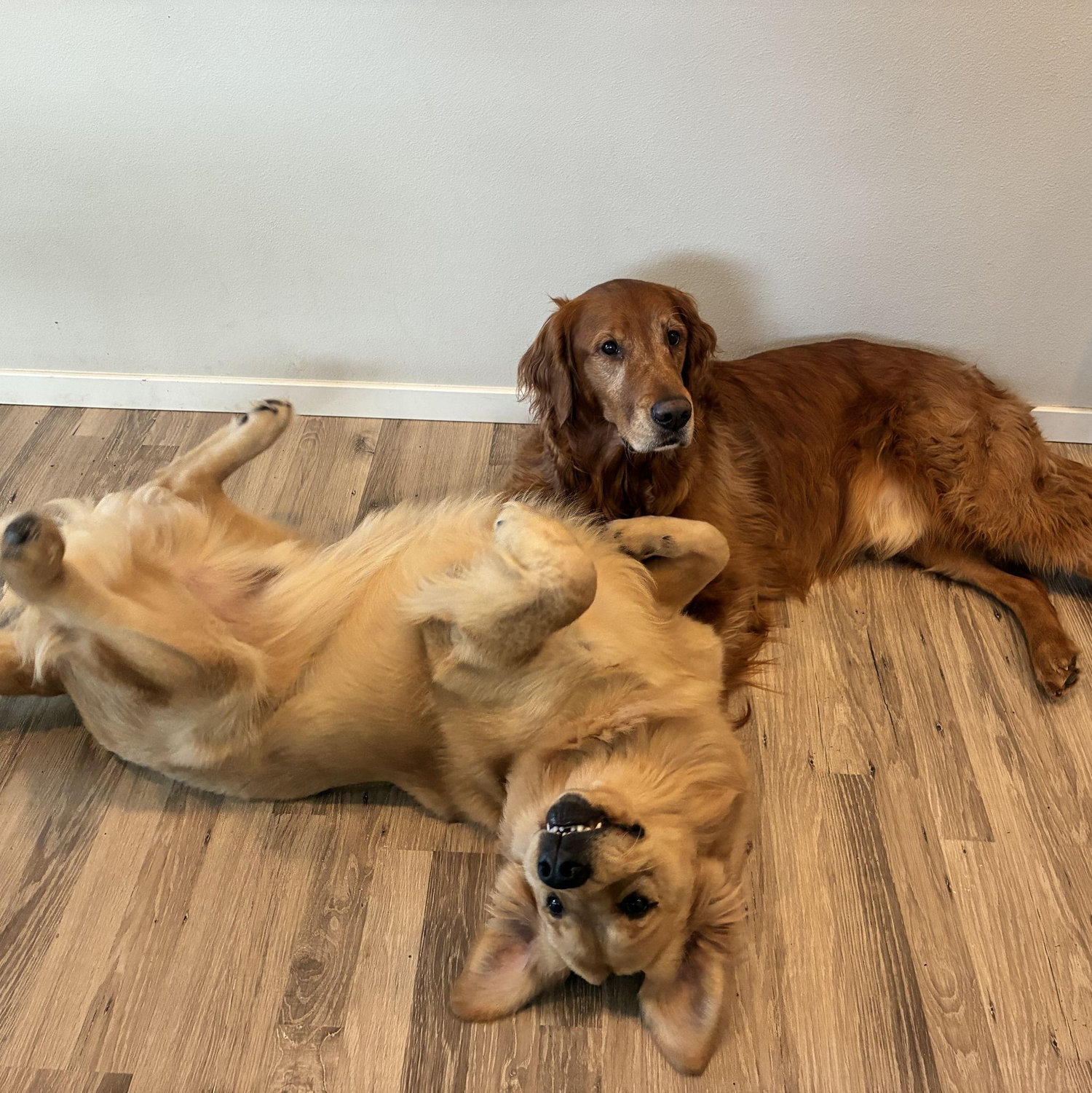 Our dogs