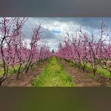 Fresno County Blossom Trail