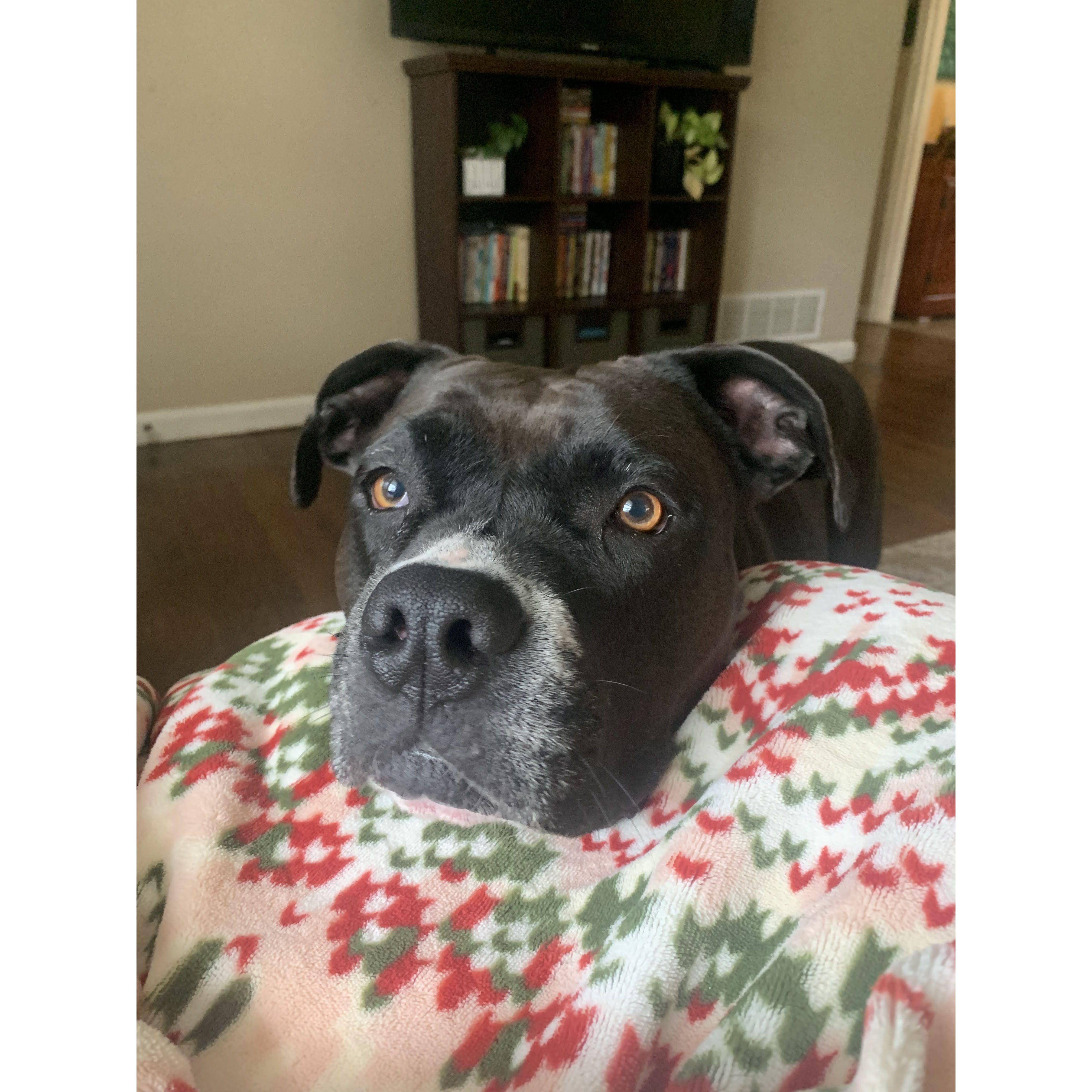 Roxie wanting cuddles.