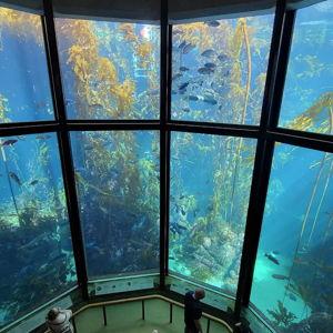 Monterey Bay Aquarium for Two