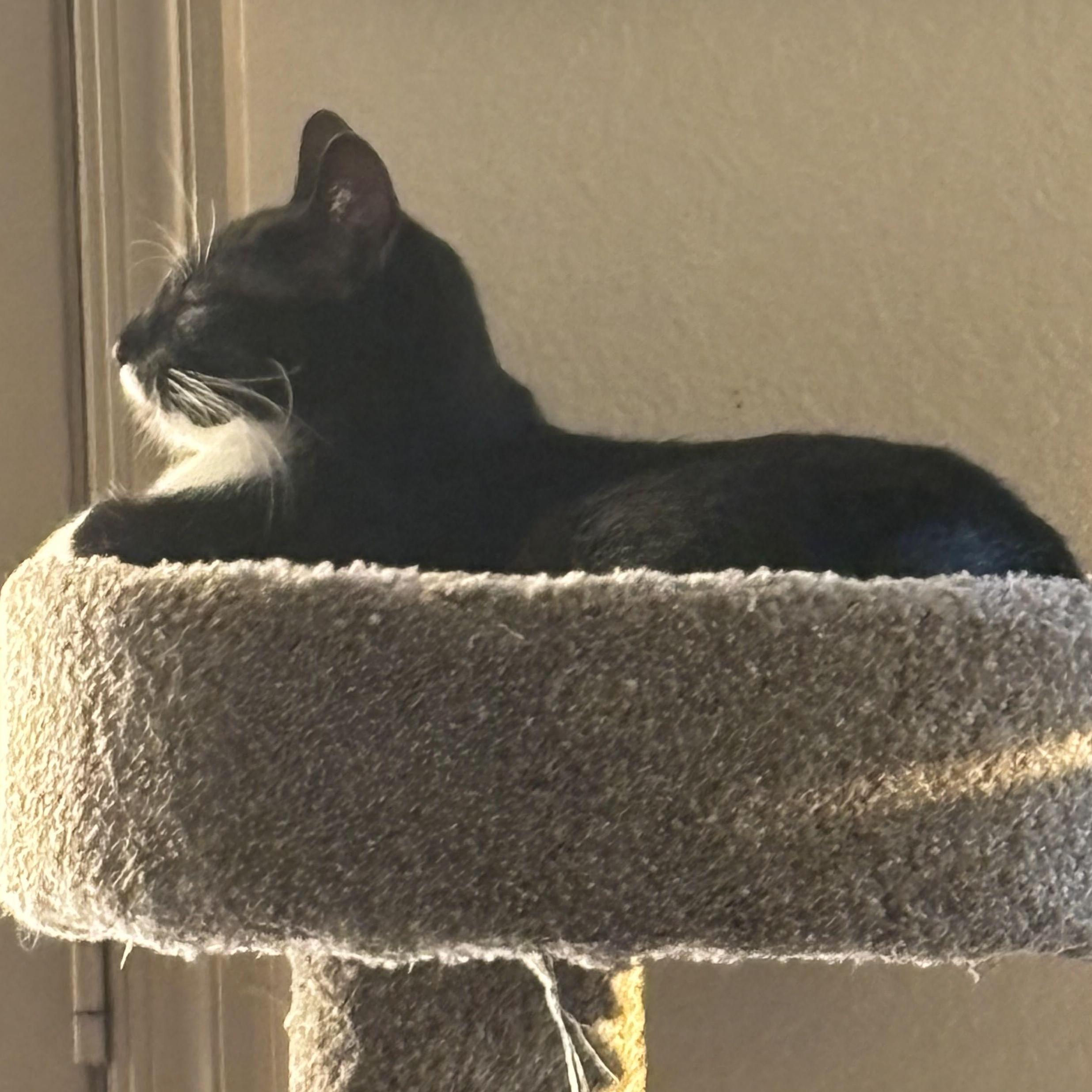 Horus Lupercat, regal as ever