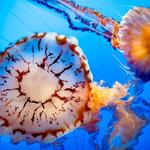 Monterey Bay Aquarium