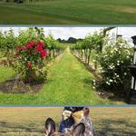 Working Dog Winery