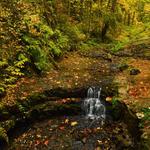 Forest Park