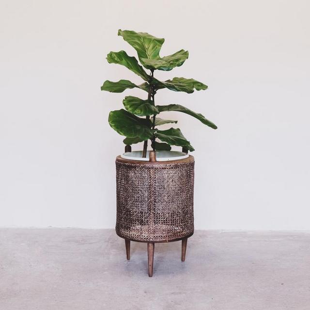 Galatea Fig Leaf & Planter