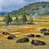 Yellowstone National Park