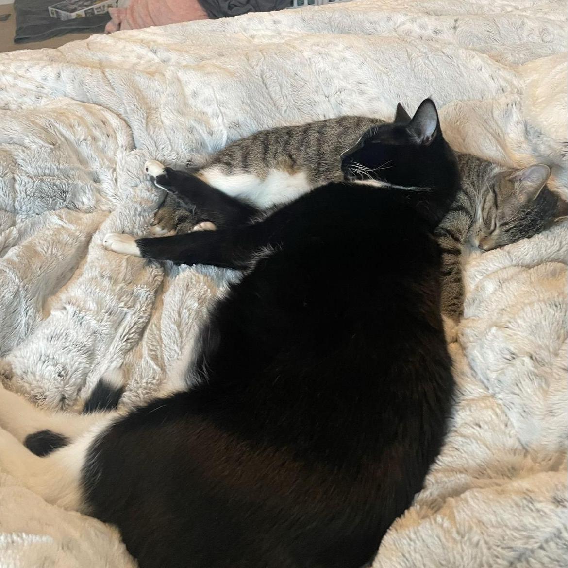 Sibling love