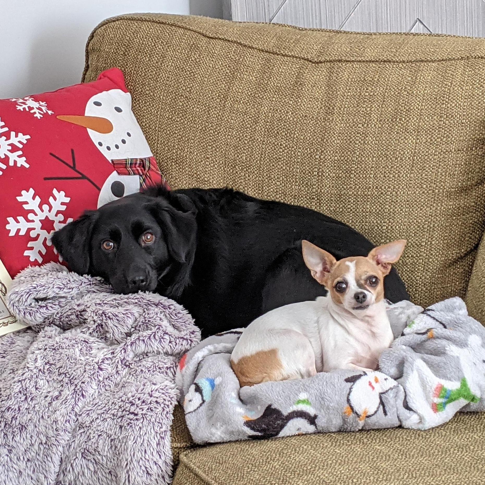 Our dogs, Kia and Xyla!