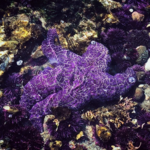 Tide Pooling at Tongue Point