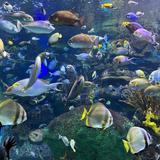 Ripley's Aquarium of Canada