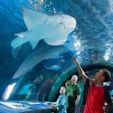 Newport Aquarium