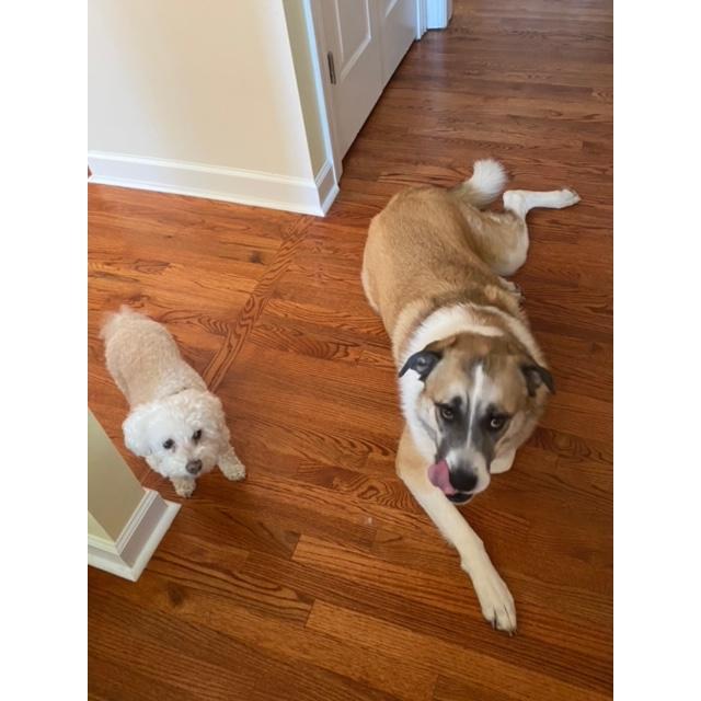 The culprits that brought us together, Zoe and Murphy.
