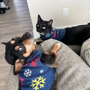 Year's Supply Of Pet Treats