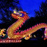 Wild Landterns at Woodland Park Zoo