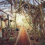 Moorten Botanical Garden