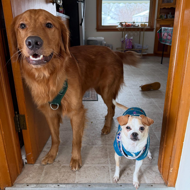 Year's Supply Of Pet Treats