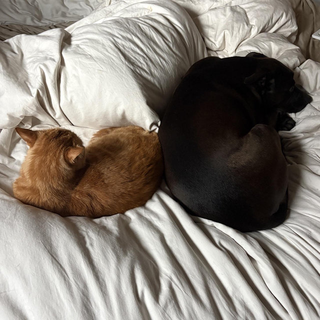 Pet Sitter For Our Honeymoon