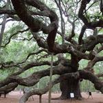 Angel Oak Tree
