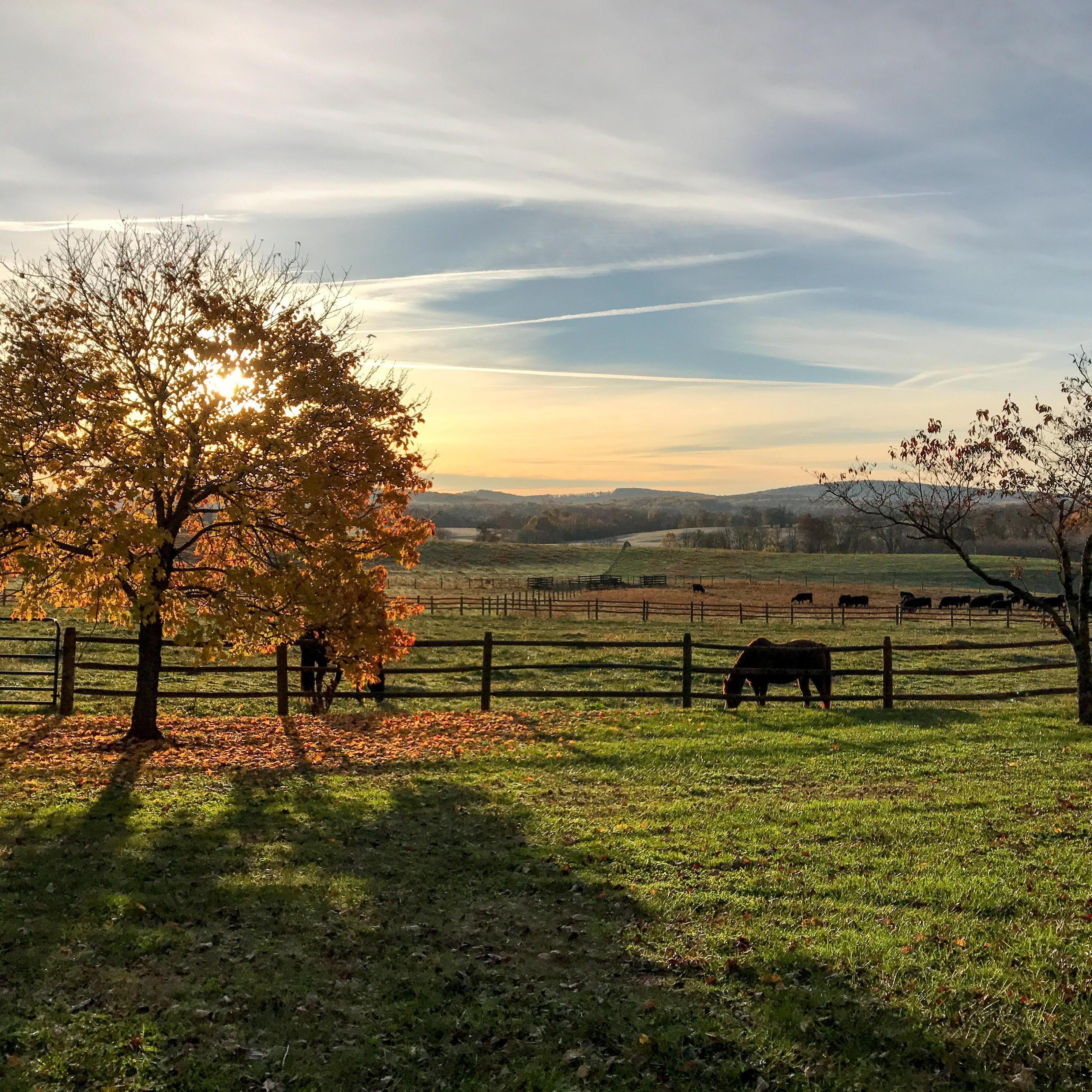 My morning view