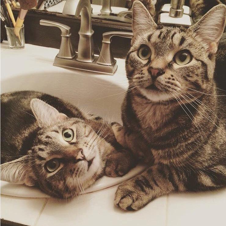 When Krista brought Jake & Britain to the relationship, Zach was instantly Cat Dad Extraordinaire! These two brothers are our babies!