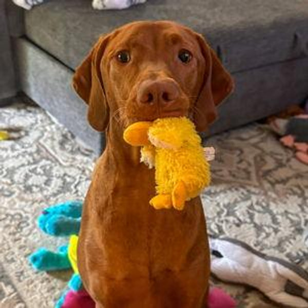 Toys & Treats for Goose