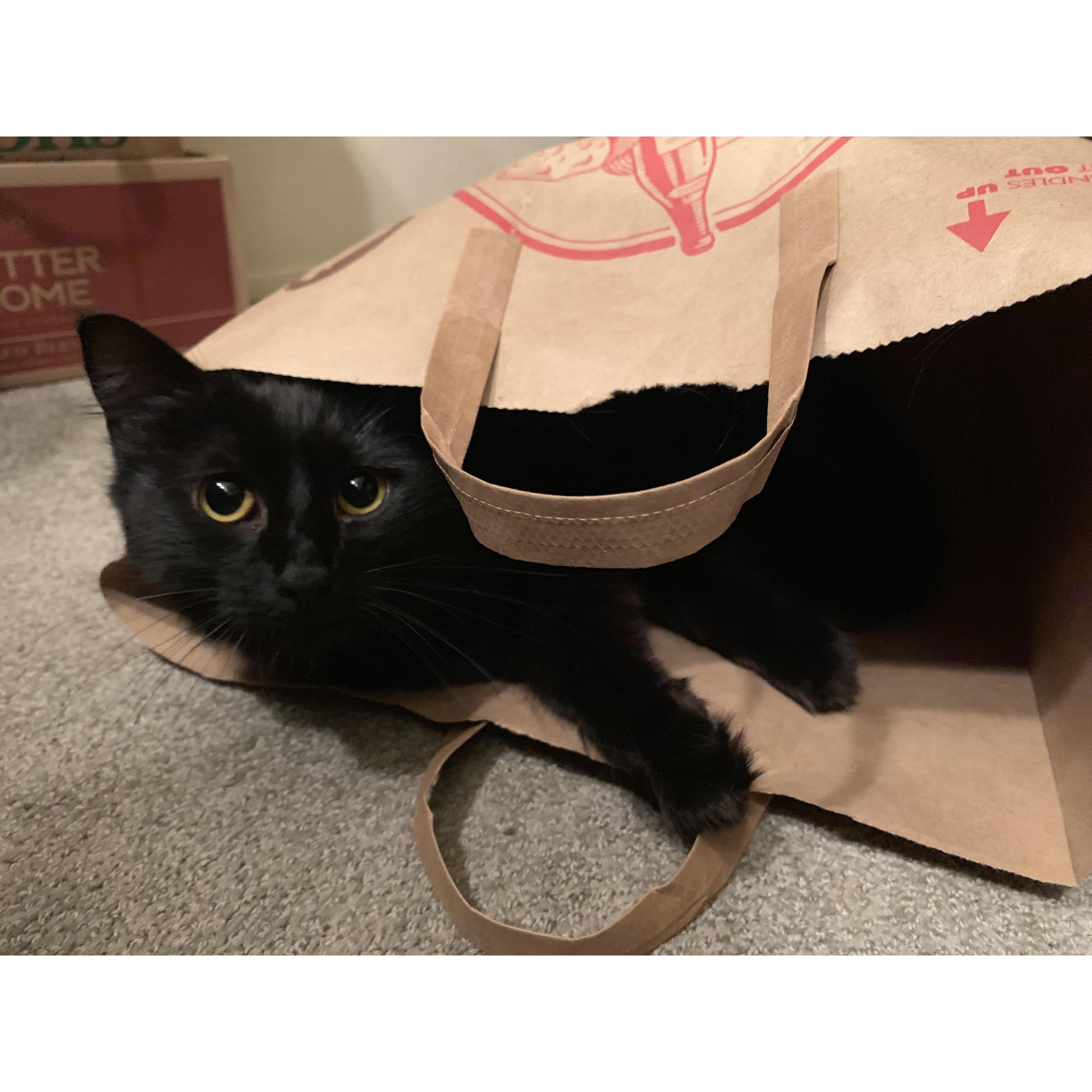 Lynxie love bag.