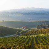 San Luis Obispo Vineyards