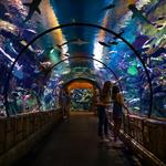 Shark Reef Aquarium at Mandalay Bay
